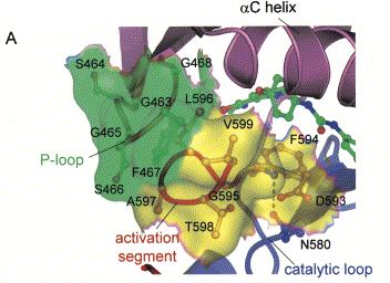 Structure explains function V600 F467 T599 Hydrophobic interactions hold P-loop and Activation segment together in a