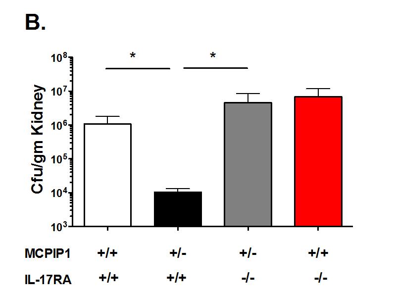 Figure 5.10: MCPIP1 deficiency in mice leads to enhanced protection from disseminated Candida albicans infection that is dependent on IL-17RA.