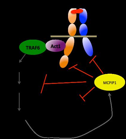 Figure 5.13: Schematic diagram of MCPIP1-mediated inhibition of IL-17 signaling.