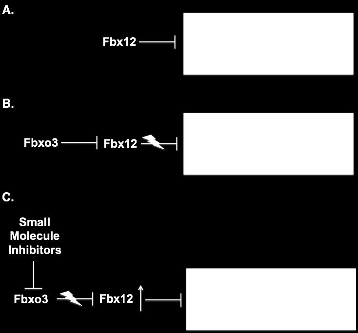 Figure 6.2: Schematic representation of targeting TRAF-mediated inflammation by using small molecule inhibitors.
