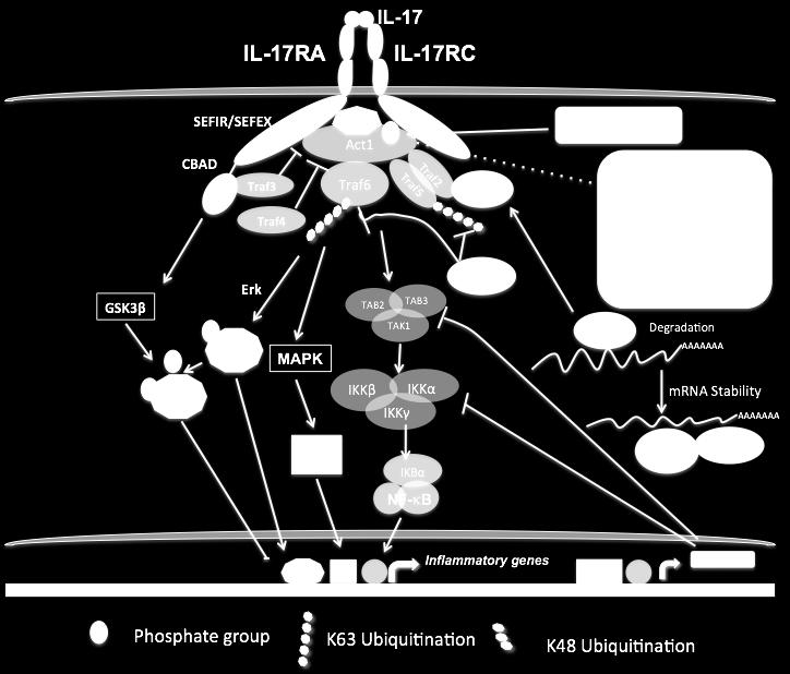 Figure 1.1: Schematic diagram of IL-17 signaling. Overview of IL-17 signaling pathway.