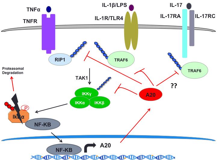 Figure 3.1: A20-mediated inhibition of proinflammatory signaling pathways.