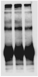 IP samples were immunoblotted with Abs to A20 (top) and TRAF6 (middle).