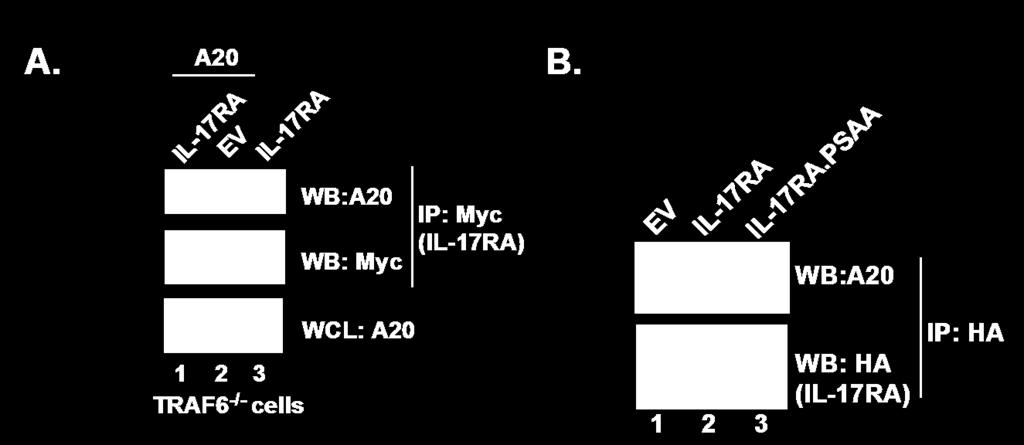 Figure 3.12: TRAF6 and TRAF3 are not required for association between IL-17RA and A20. (A) A20 binds to IL-17RA in a TRAF6-independent manner.
