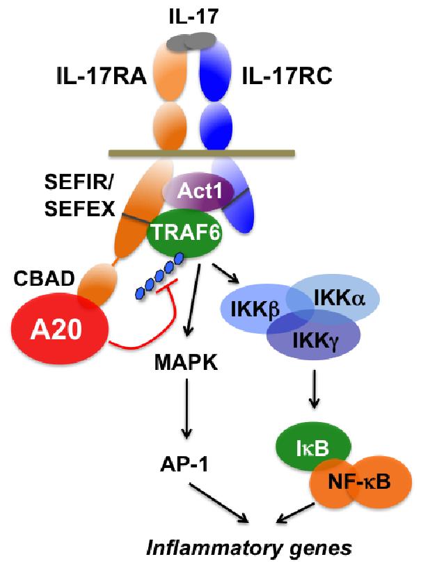 Figure 3.13: Schematic diagram of IL-17RA-mediated signaling, and role of A20 in restricting this process.