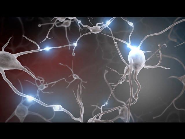 (WALLS) Brain Remodeling Neurons a nerve cell that carries information between the brain and other