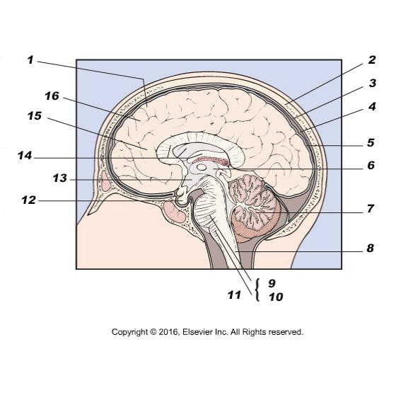 Anatomic Structures The Brain 1. Sulcus (fissure) 2. Skull 3. Dura mater 4. Arachnoid membrane 5. Pia mater 6. Thalamus 7. Cerebellum 8.