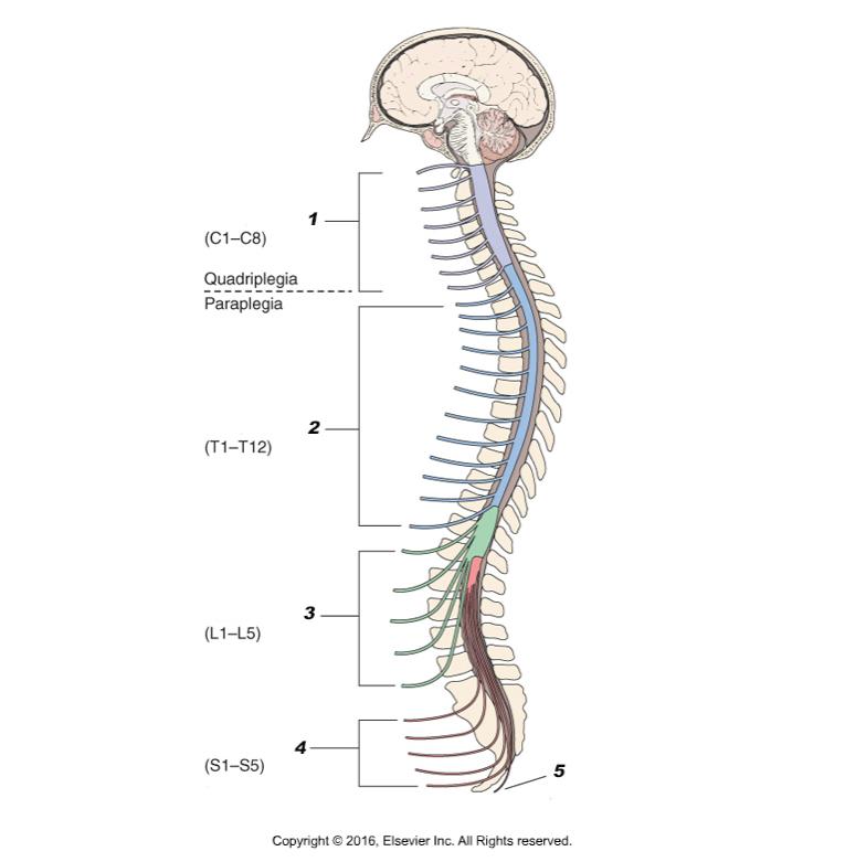 Anatomic Structures The Spinal Cord 1. Cervical nerves 2.