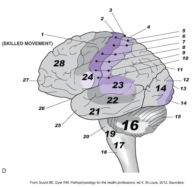 Anatomic Structures Functional areas of the Brain 1. Premotor cortex 2. Motor cortex 3. Central sulcus 4. Sensory cortex 5. Foot 6. Leg 7. Trunk 8. Arm 9. Hand 10. Face 11. Parietal lobe 12.