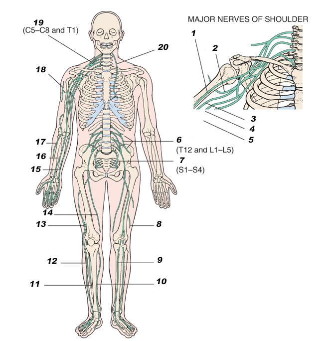 Anatomic Structures Peripheral Nervous System 1. Musculocutaneous 2. Axillary 3. Radial 4. Median 5. Ulnar 6. Lumbar plexus (T12 and L1- L5) 7. Sacral plexus (S1- S4) 8.