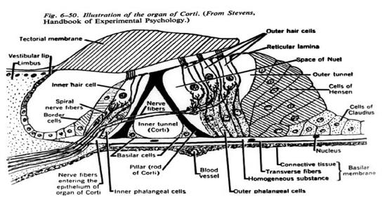 Organ of Corti Hair Cells Inner Hair Cells