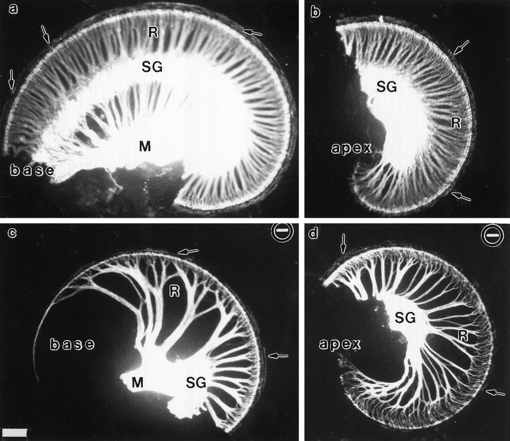 6216 J. Neurosci., August 15, 1997, 17(16):6213 6225 Fritzsch et al. Cochlear Innervation in NT-3 Mutants Figure 3.