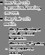 cortex Cortex parses out Speech Frequency information of