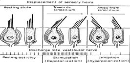 design for hearing STARTING AND STOPPING = ACCLERATION