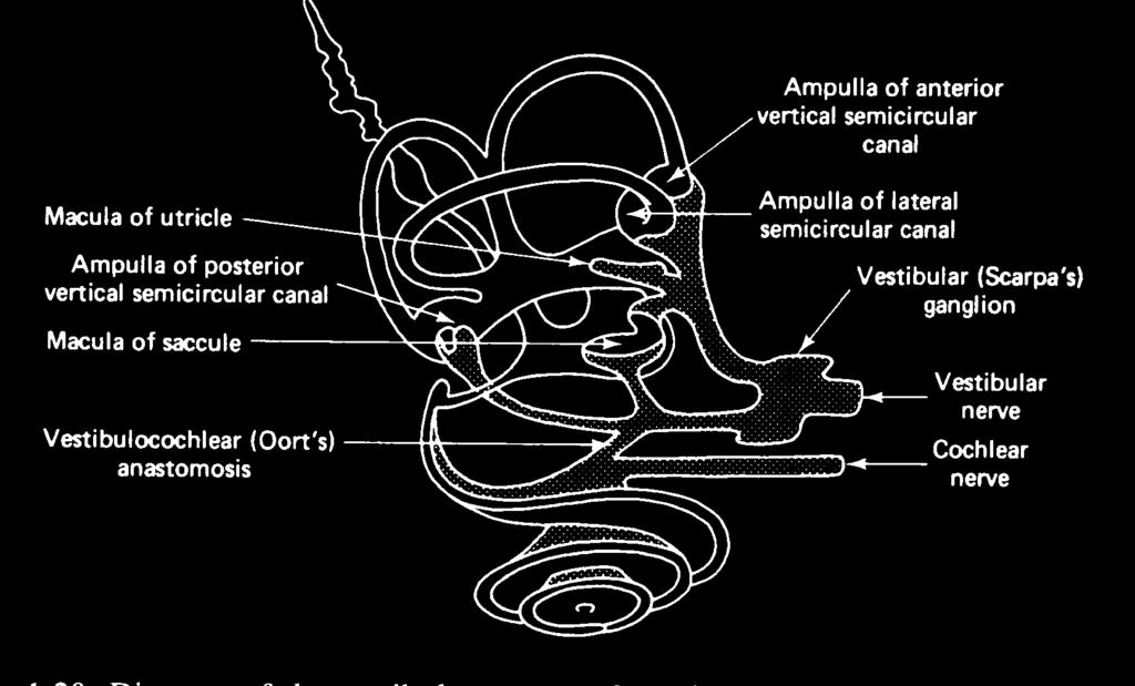 Scarpa s ganglion Vestibular