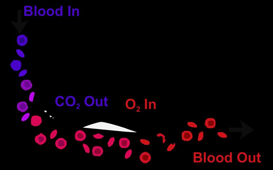 What is Respiration? Respiration: Process of moving air between the atmosphere and the alveoli.