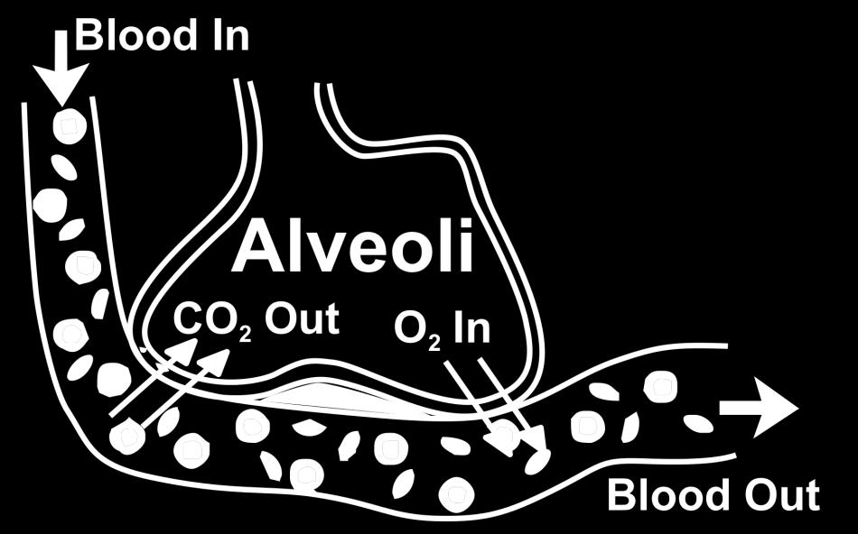 of O 2 and CO 2 in the alveoli Supplemental O 2 will drive a higher concentration of oxygen to