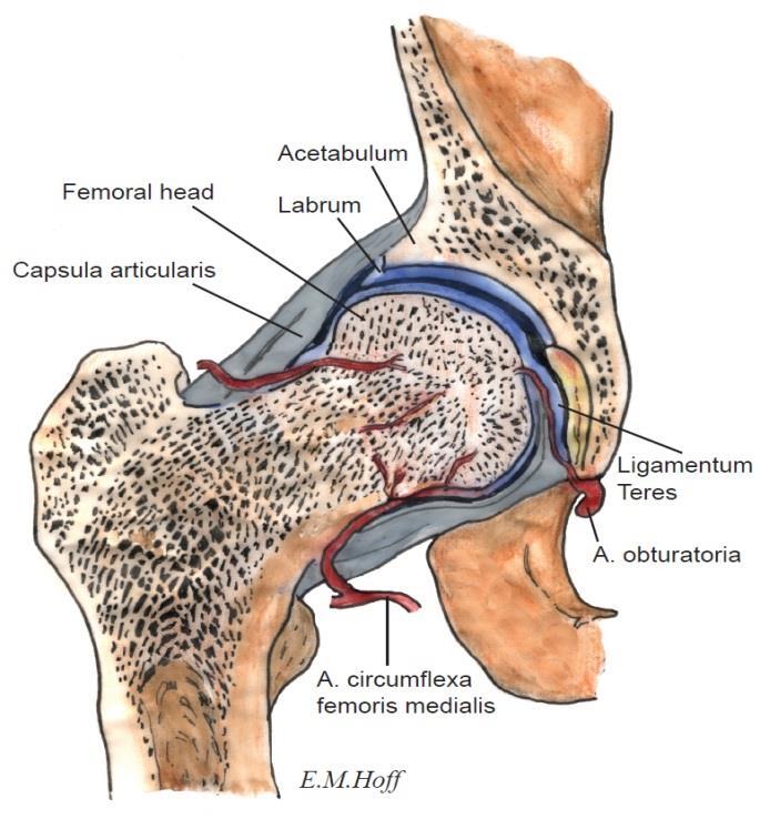Femoroacetabular Impingement (FAI) Abnormal relationship: proximal femur - acetabulum Hip pain and early degenerative change Ganz, Parvizi, Beck, Leunig, Notzli, Siebenrock.
