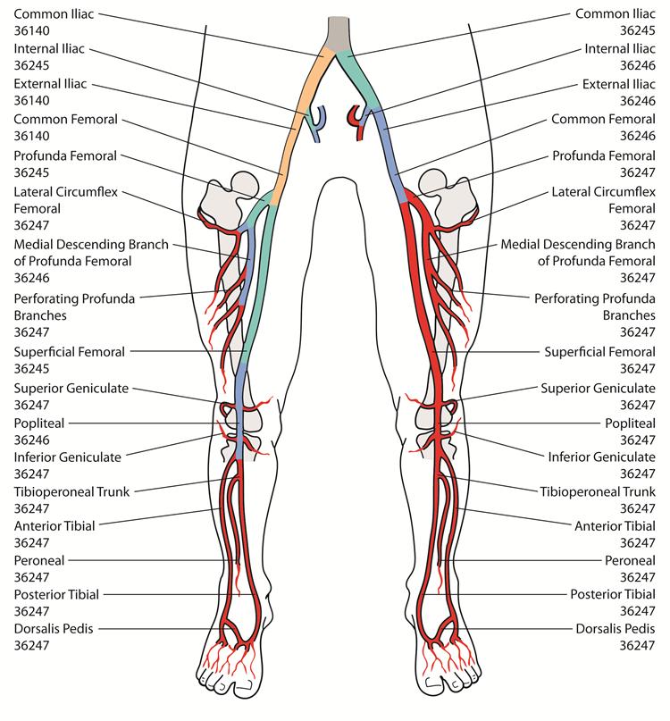 Lower Extremity Arterial Anatomy Right Transfemoral Approach Antegrade Right Retrograde Right Non selective First order Second order Third order 5 2011 Guidelines for Lower Extremity Arterial