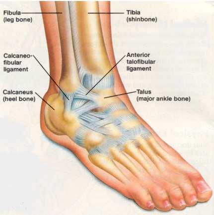 Ligamentous Ankle Anatomy Tibiotalar/Subtalar Deltoid (medial) 3
