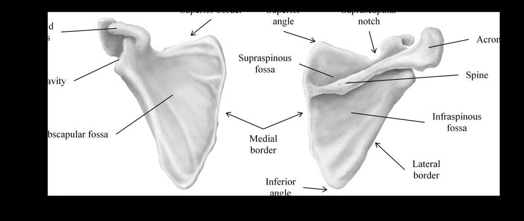 Figure 3: Right scapula, anterior and posterior views Glenoid cavity (fossa): Small, shallow depression superior to the lateral border, near the lateral angle; articulates with humerus of the arm.