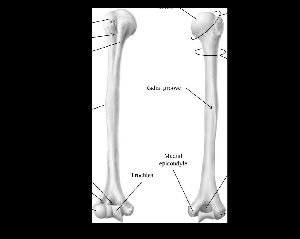 Arm (Marieb / Hoehn Chapter 7; Pgs. 228 230) The arm consists of a single bone, the humerus (Figure 4).