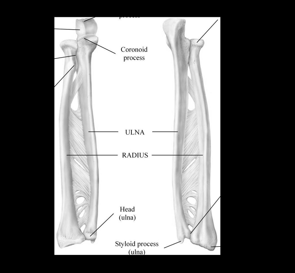 Forearm (Marieb / Hoehn Chapter 7; Pgs. 231 232) Two parallel bones, the radius and the ulna, form the forearm (Figure 5).