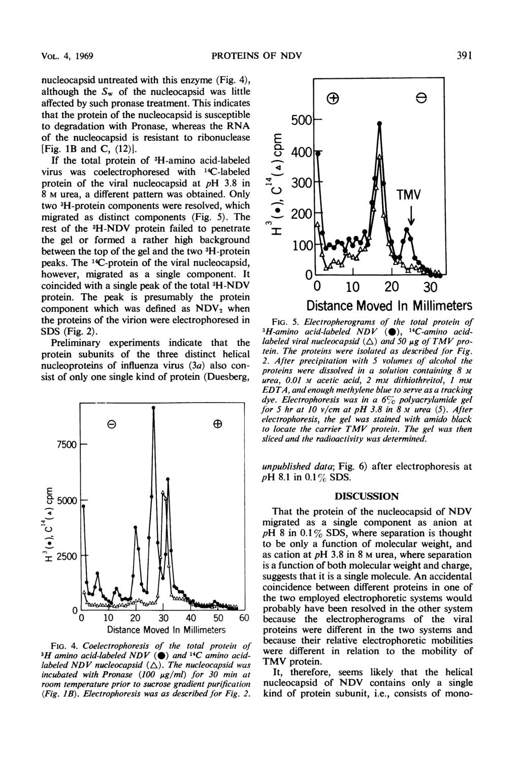 VOL. 4, 1969 PROTINS OF NDV 391 nucleocapsid untreated with this enzyme (Fig. 4), although the S, of the nucleocapsid was little affected by such pronase treatment.