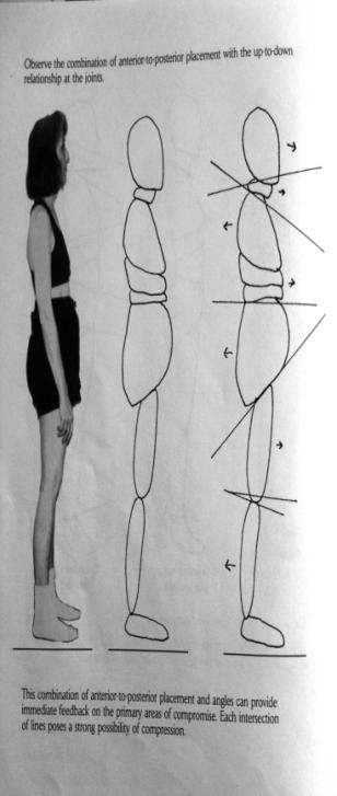 creating shear Body segments shifted forward or back 