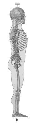 com 10 Common Belief #3 Good posture is when the body segments are aligned with the vertical plumb line bisects the