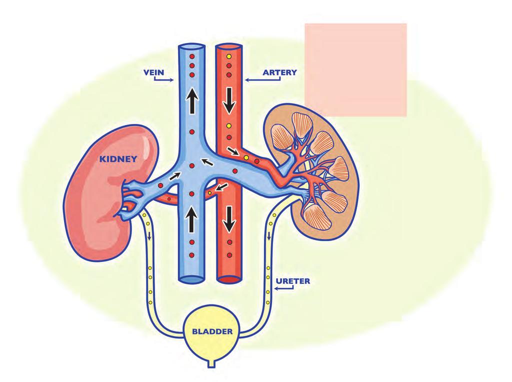 From the artery, blood flows into the kidneys and passes through millions of tiny filtering units called