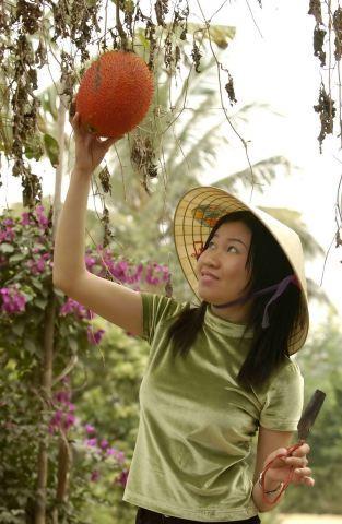 Gâc - Fruit From Heaven Indigenous to Southern Asia Bangladesh, Burma, Cambodia, China, India, Japan, Laos, Malaysia, Philippines,