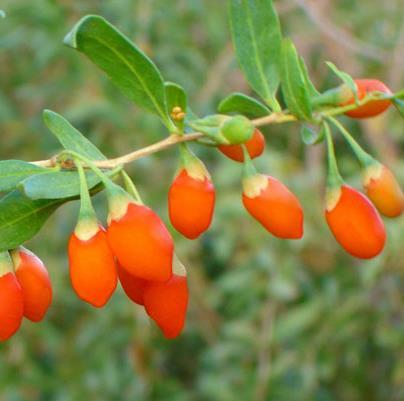 Other g3 Superfruits Chinese Lycium (Wolfberry, Lycium chinense) 2000 years TCM history in China Longevity, wellness, vision* Cellular rejuvenation: protects