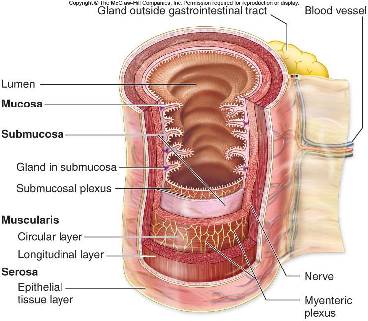 Vertebrate Digestive Systems The gastrointestinal tract has four layers -Mucosa = Epithelium that lines the interior, or lumen, of the tract