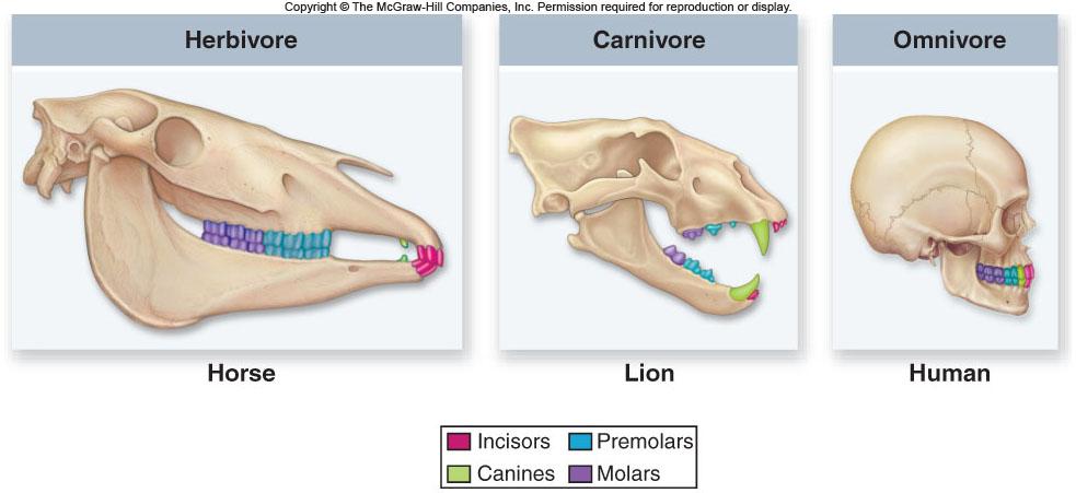 teeth are adapted to their nutritional source -Carnivorous mammals have pointed teeth that lack flat grinding surfaces -Herbivores have large flat