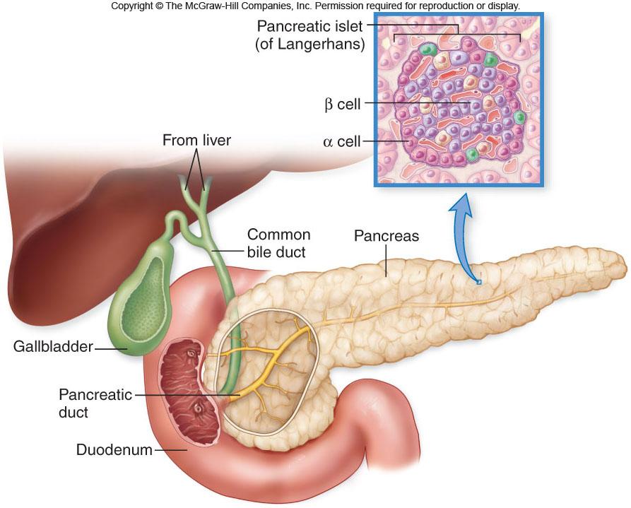 Accessory Organs Pancreas -Pancreatic fluid is secreted into the duodenum through the pancreatic duct -Host of enzymes: trypsin, chymotrypsin, pancreatic