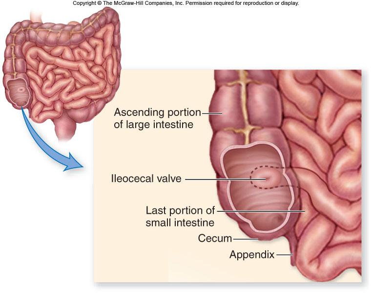 Absorption About 9 liters of fluid pass through the small intestine per day -Only about 50 g of solid and 100 ml of liquid leave the body as feces -The normal fluid absorption efficiency of the human