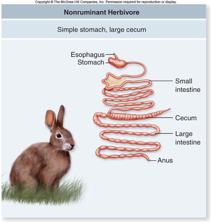 Variations in Digestive Systems Animals, such as horses, deer and rabbits, digest cellulose in the cecum -Regurgitation of contents is not possible