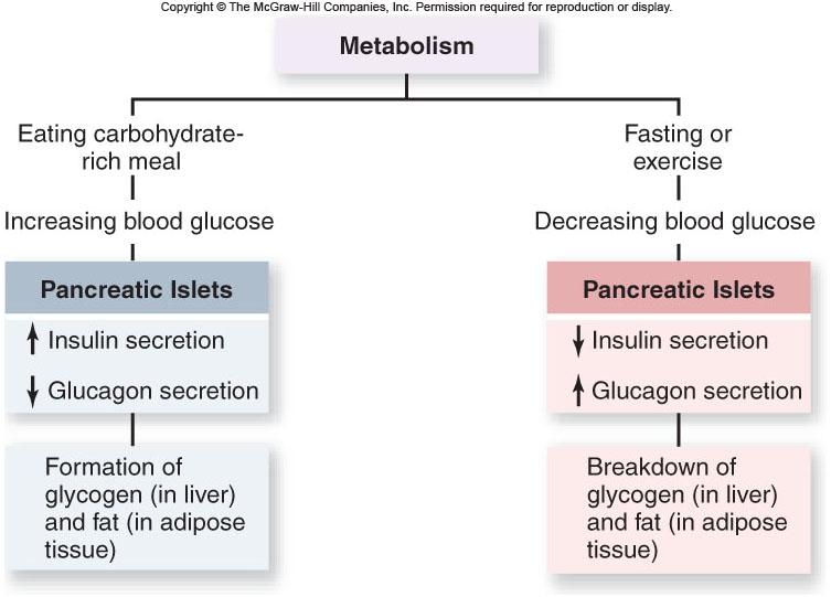 insulin promotes deposition of glycogen and fat -During fasting or exercising, an increased secretion of glucagon promotes the breakdown of glycogen (glycogenolysis) -If this continues, liver begins
