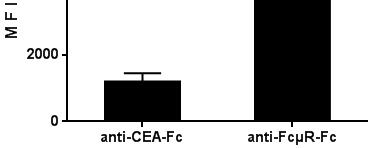 anti-fcµr CAR scfv CD28