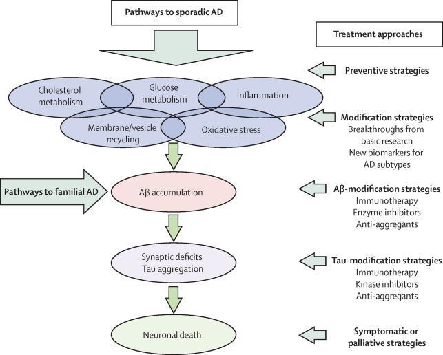 Pathways to Alzheimer's disease Epidemiological and genetic studies of people with non-genetically determined (ie, sporadic) AD have identified mechanisms that might underlie brain Aβ accumulation,