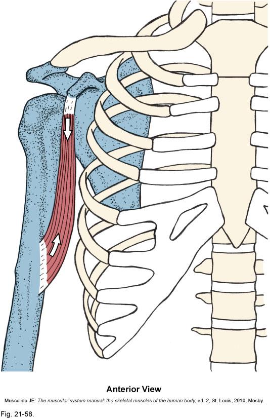 Coracobrachialis and biceps brachii