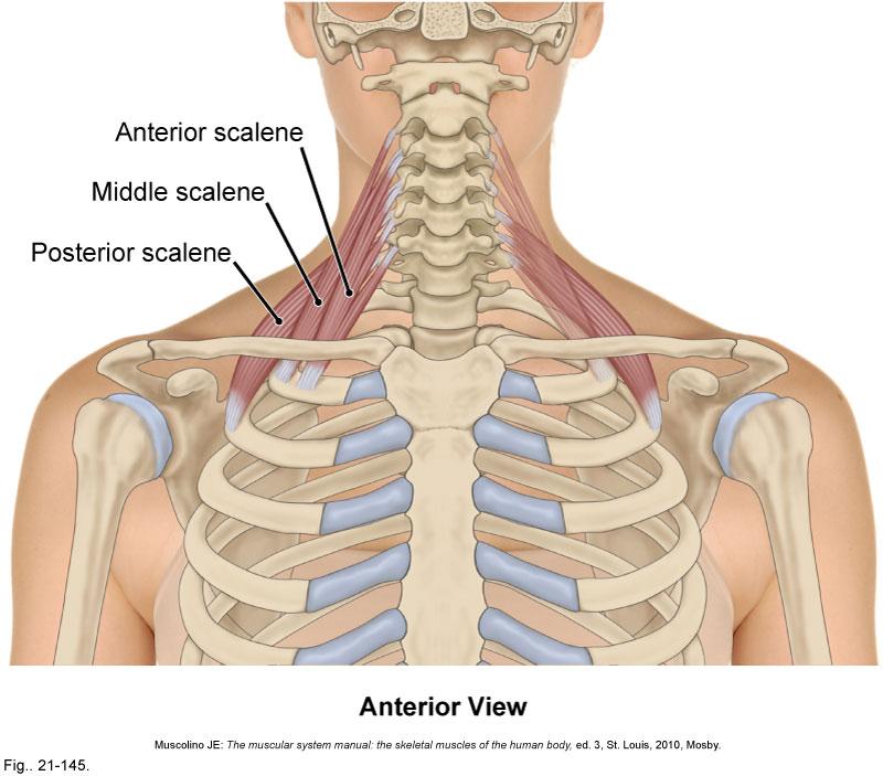 Upper border of the thoracic rib cage