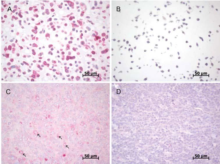 Figure 1. Lectin histochemistry of HT29 (A) and SW480 (B) cells grown in vitro and of HT29 (C) and SW480 (D) primary tumours.