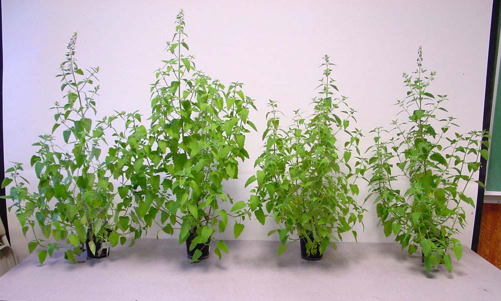 Representative plants of Nepeta cataria 6 weeks after