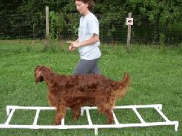 If cavaletti rails are not available, walk the dog through tall grass so that each hind limb is lifted and flexed at the hip, elbow, and carpus, or create an obstacle course with objects the dog will
