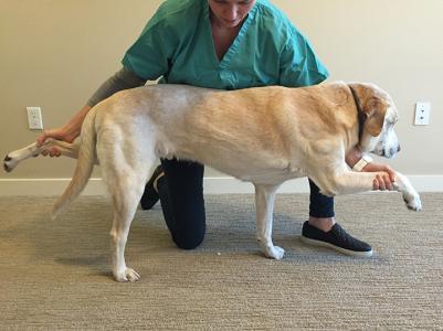 Cross-Leg Standing This exercise, also known as 2-leg standing or bird-dog, is prescribed for