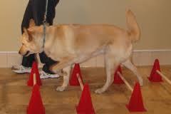 The height should be based on the dog s size and the joints targeted for improving