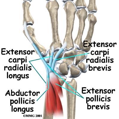 At this spot, two muscles that connect to the thumb cross over (or intersect) two underlying wrist tendons (tendons connect muscles to bones).