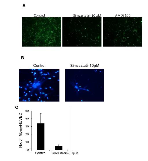 Disruption of SDF-1/CXCR4 by Simvastatin Figure 3. Simvastatin remarkably reduces the binding of THP-1 cells to HUVEC cells.